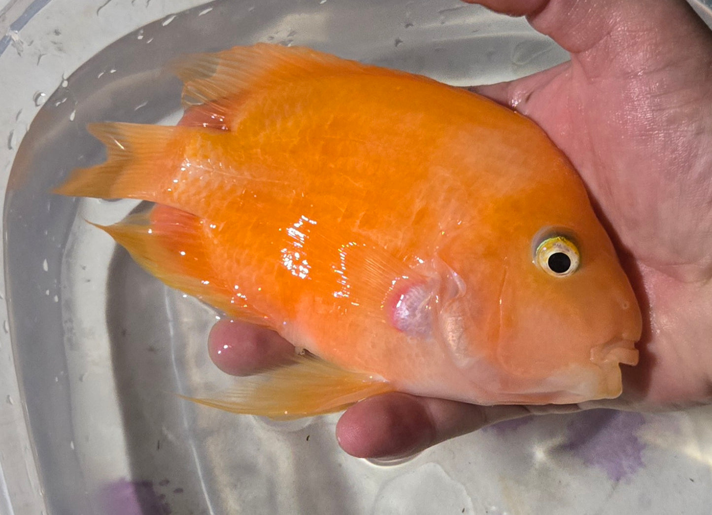 Mammon cichlid (Female)