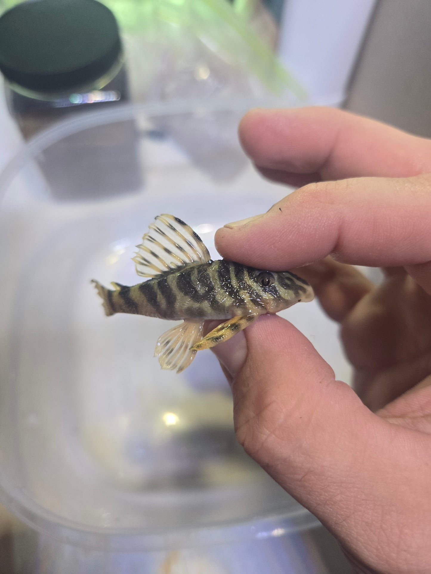 Lepord frog pleco 3" (L134)