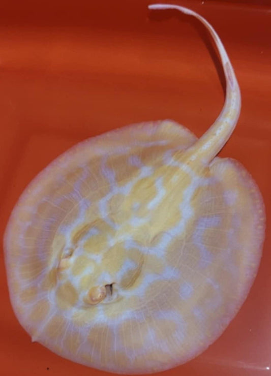 ALBINO BLACK DIAMOND HYBRID Freshwater Stingray (male)