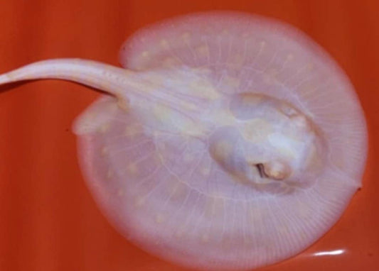 ALBINO BLACK DIAMOND HYBRID Freshwater Stingray (male)