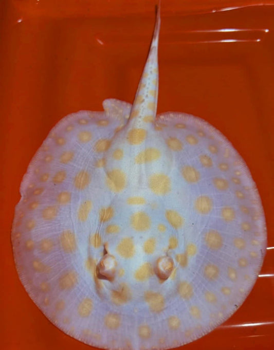 ALBINO BLACK DIAMOND HYBRID Freshwater Stingray (male)