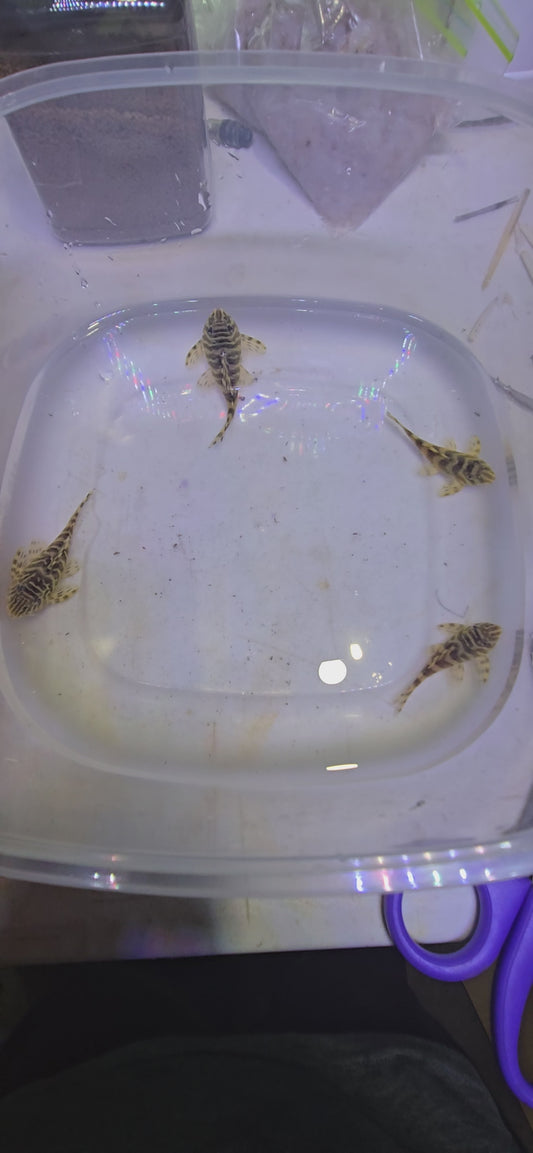 Lepord frog pleco 3" (L134)