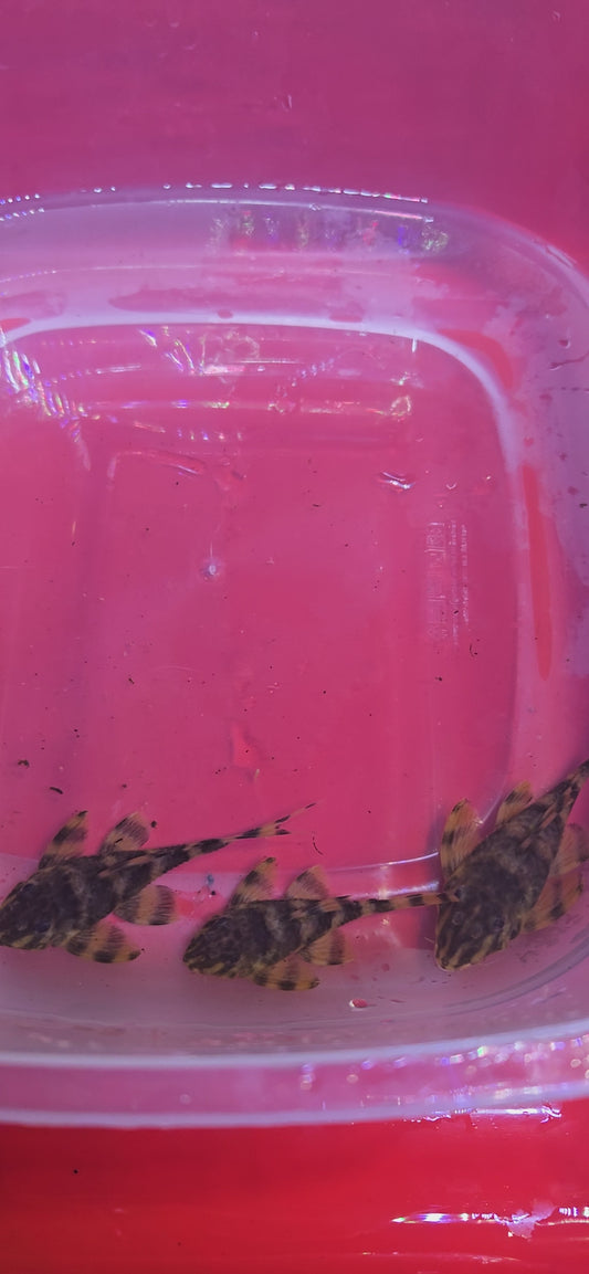 L306- BLOOD RED TIGER PLECO 3"