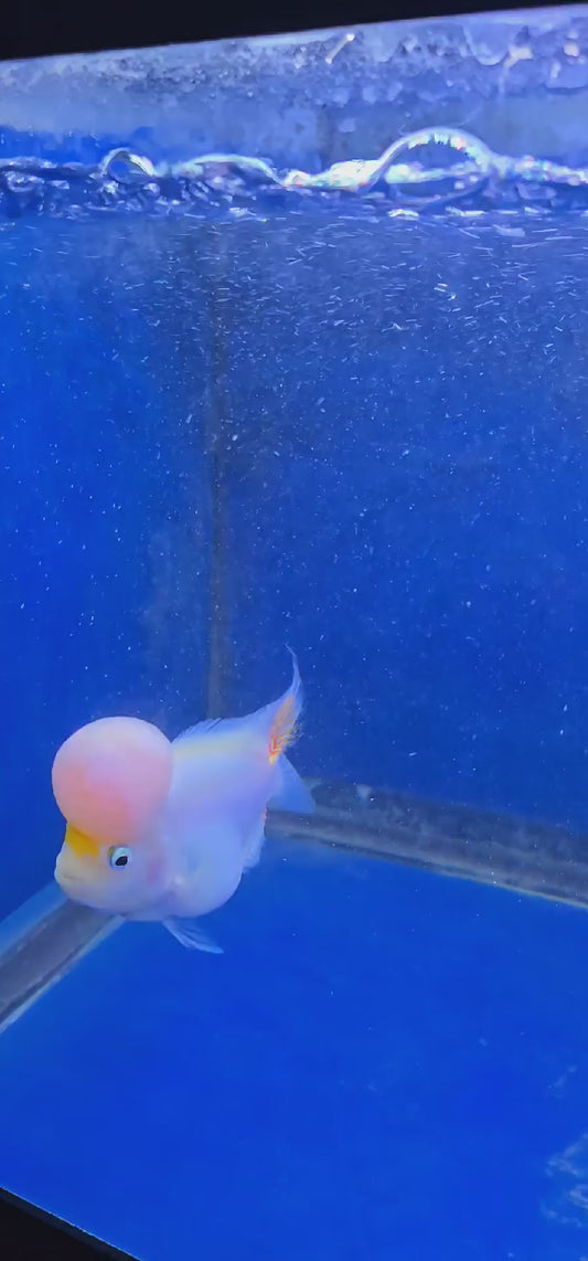 Platinum Flowerhorn