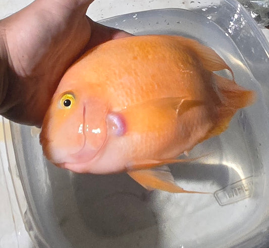 Mammon cichlid (male) 10"