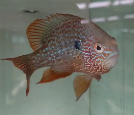 RED Pumpkin seed sunfish 4-5"