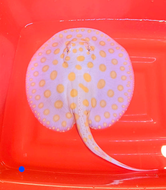 PURE ALBINO BLACK DIAMOND  Freshwater Stingray (male)